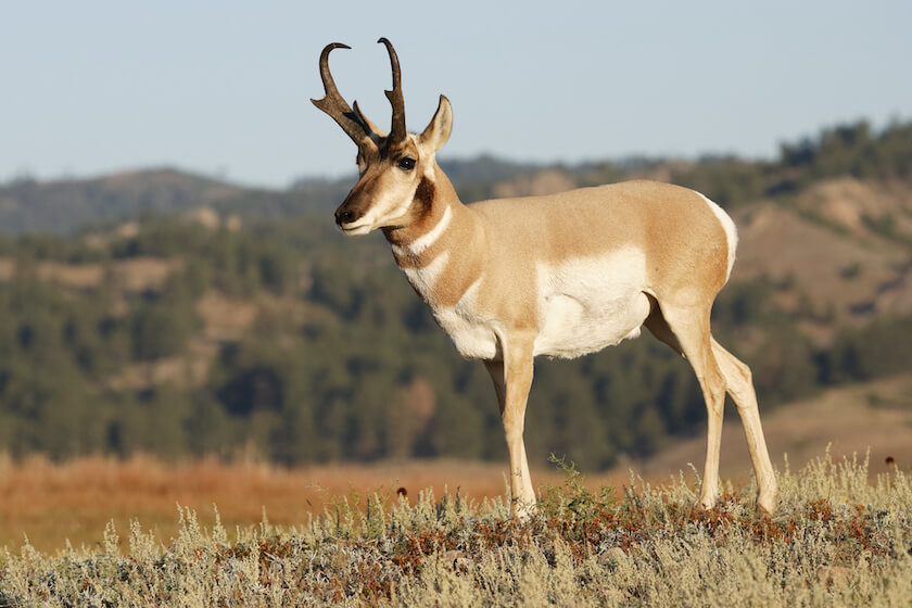 South Dakota antelope hunting is a very popular season!