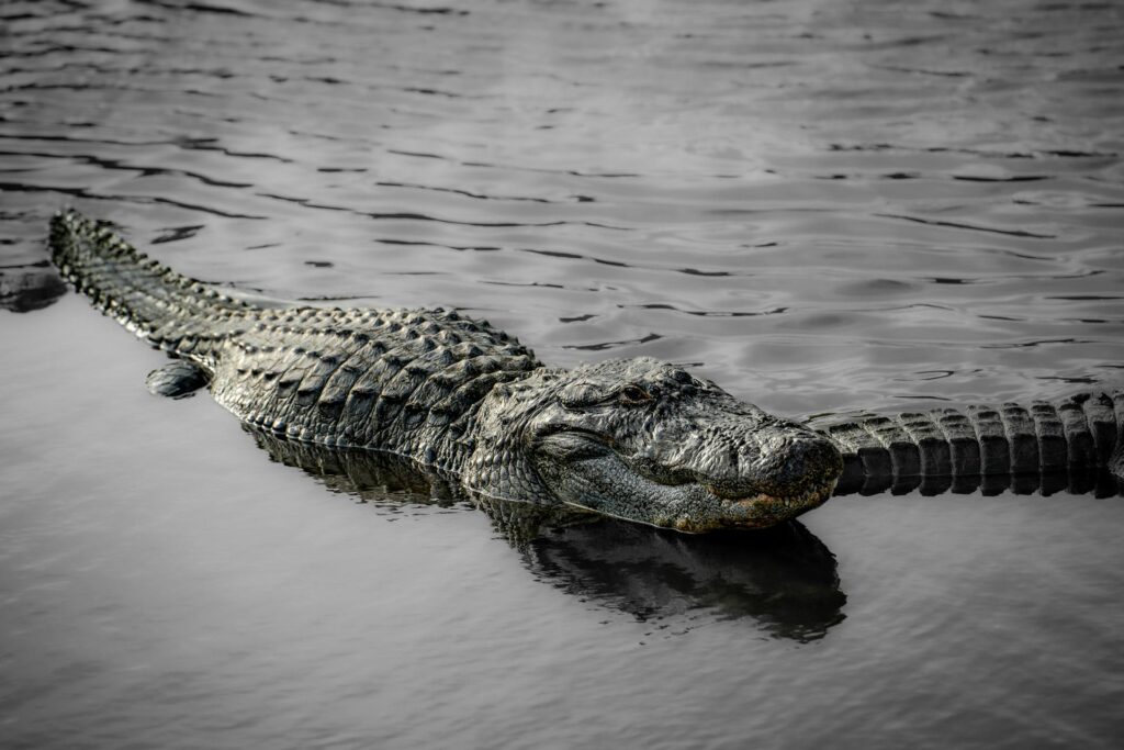 Florida alligator