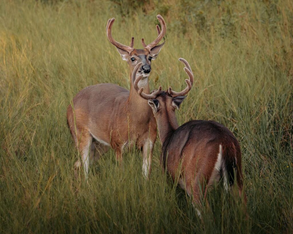 Illinois deer