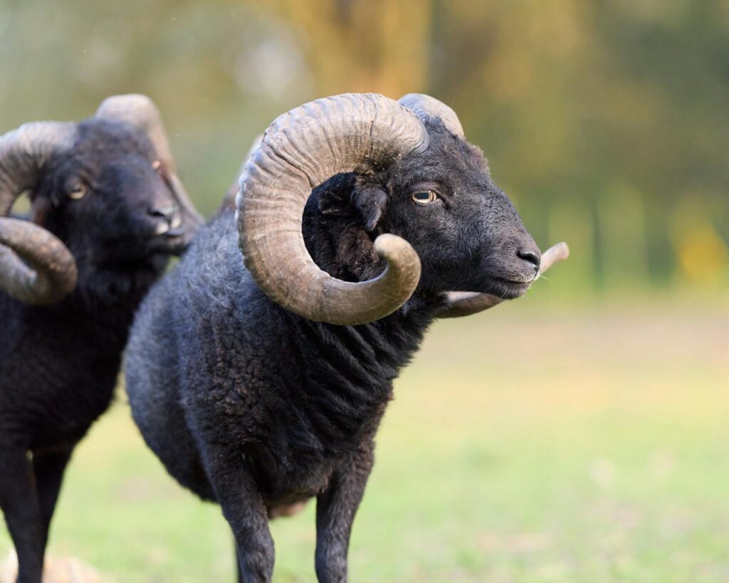 hawaii feral sheep