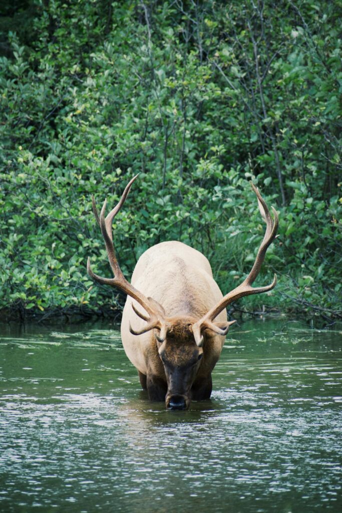 Idaho elk hunting