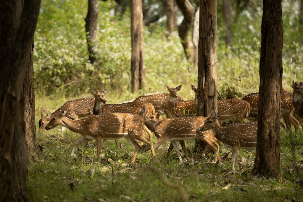 Axis deer hunting