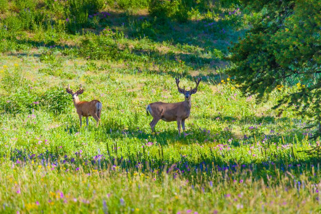 Idaho deer hunting