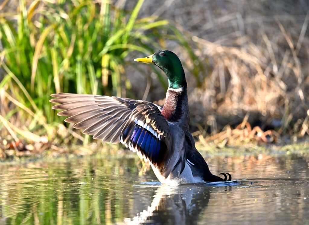Illinois hunting waterfowl