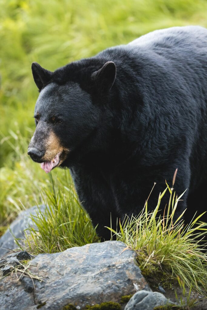 black bear