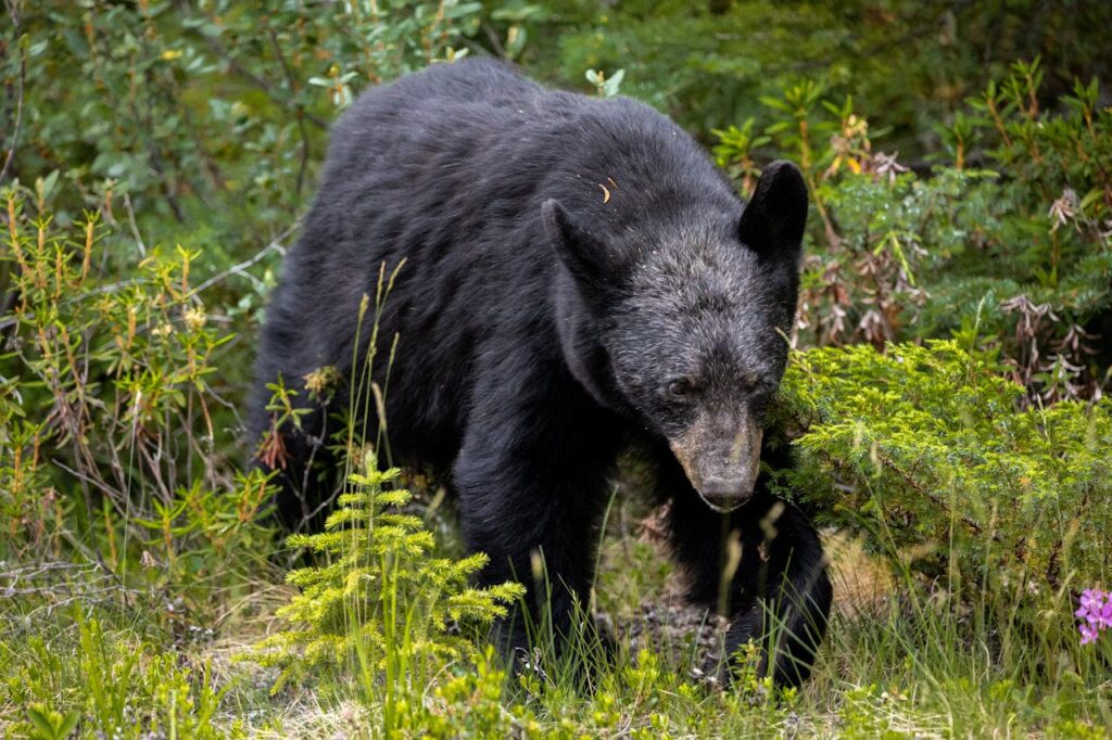 black bear
