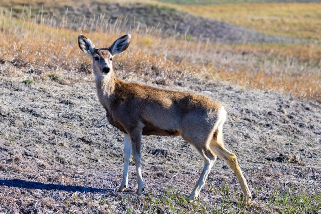 mule deer