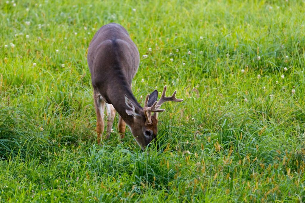 deer