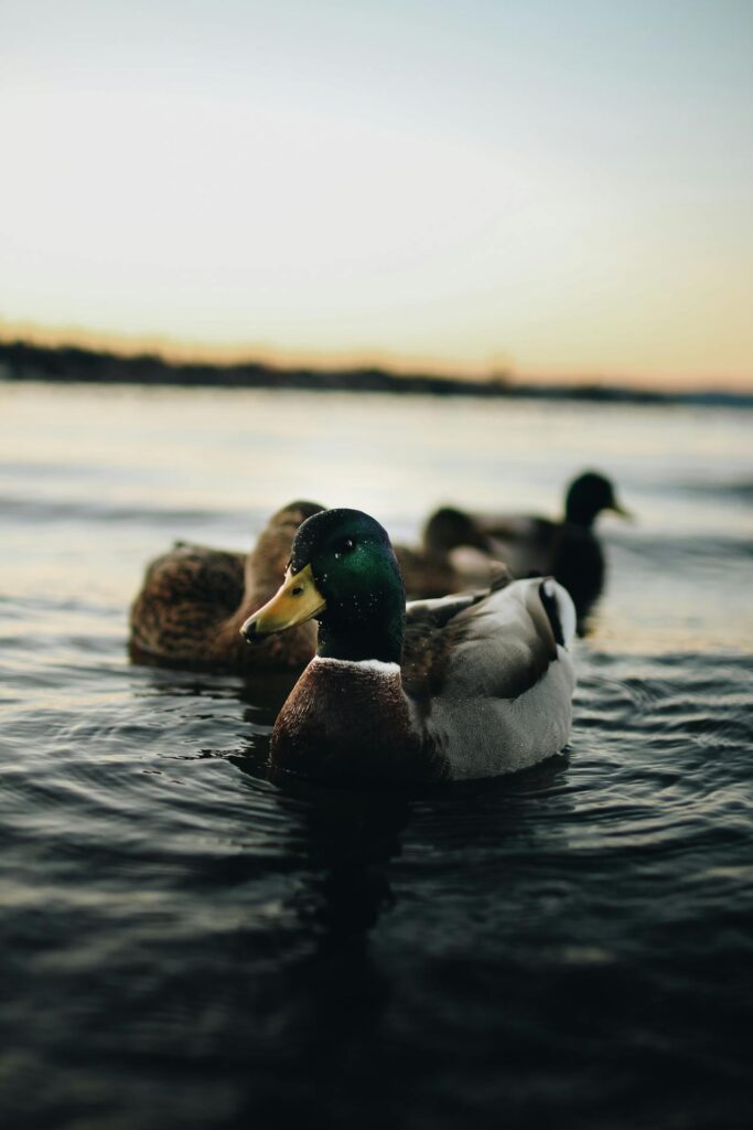 waterfowl