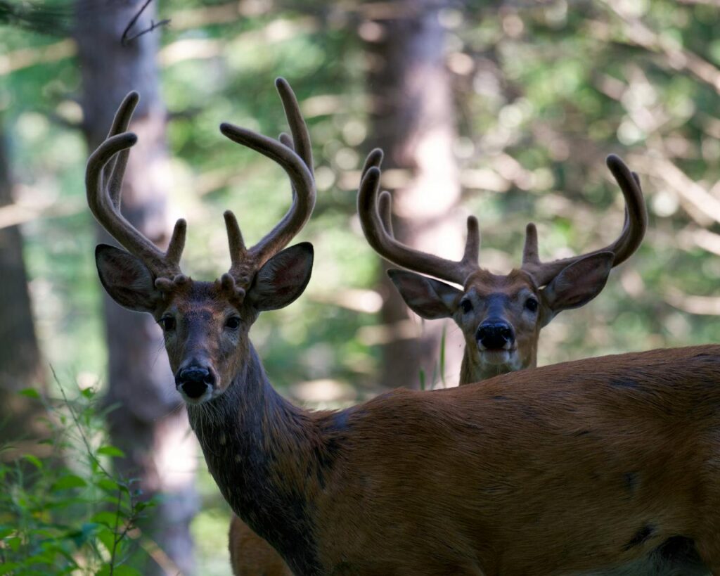Maine deer hunting