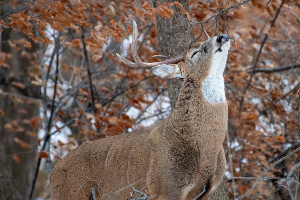 white tailed deer