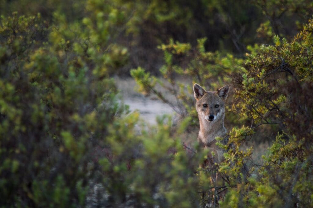 coyote