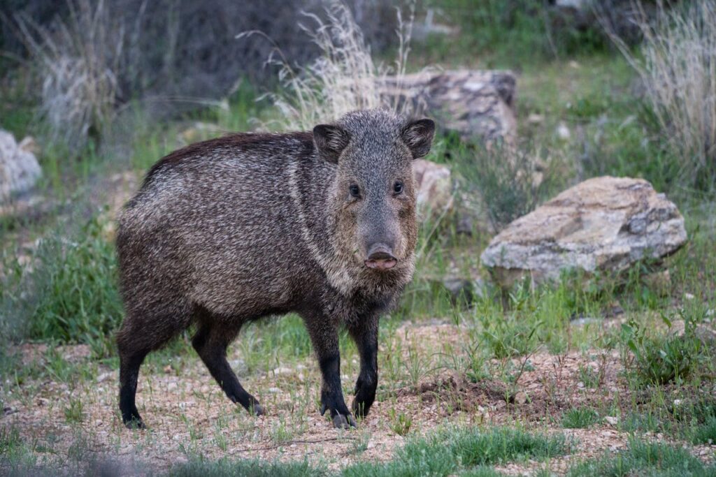 javelina