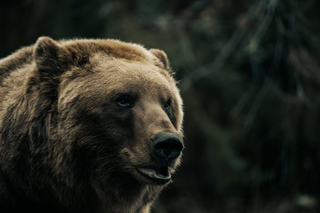 Minnesota bear hunting