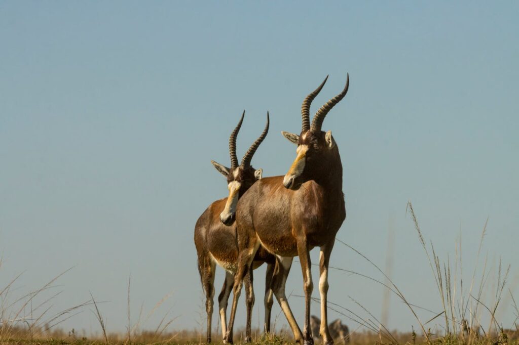 Antelope