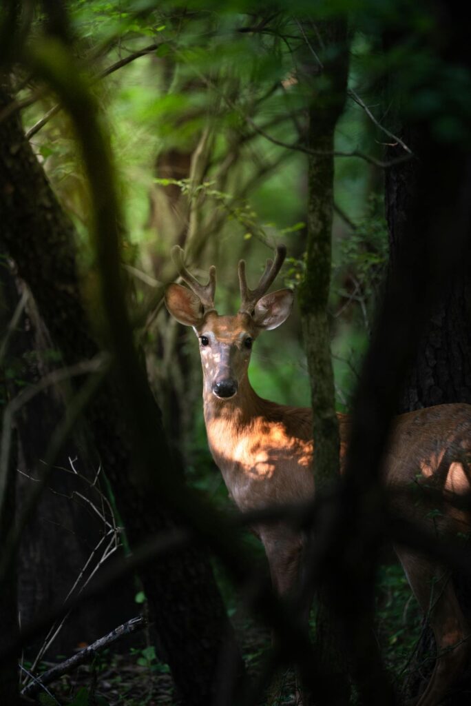 Deer among trees