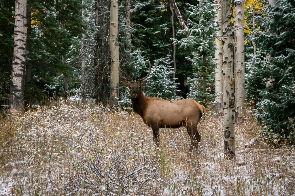 Elk in the woods