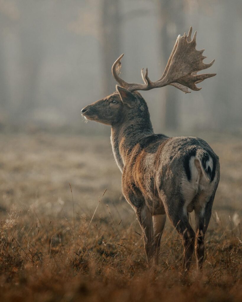 Antlered deer