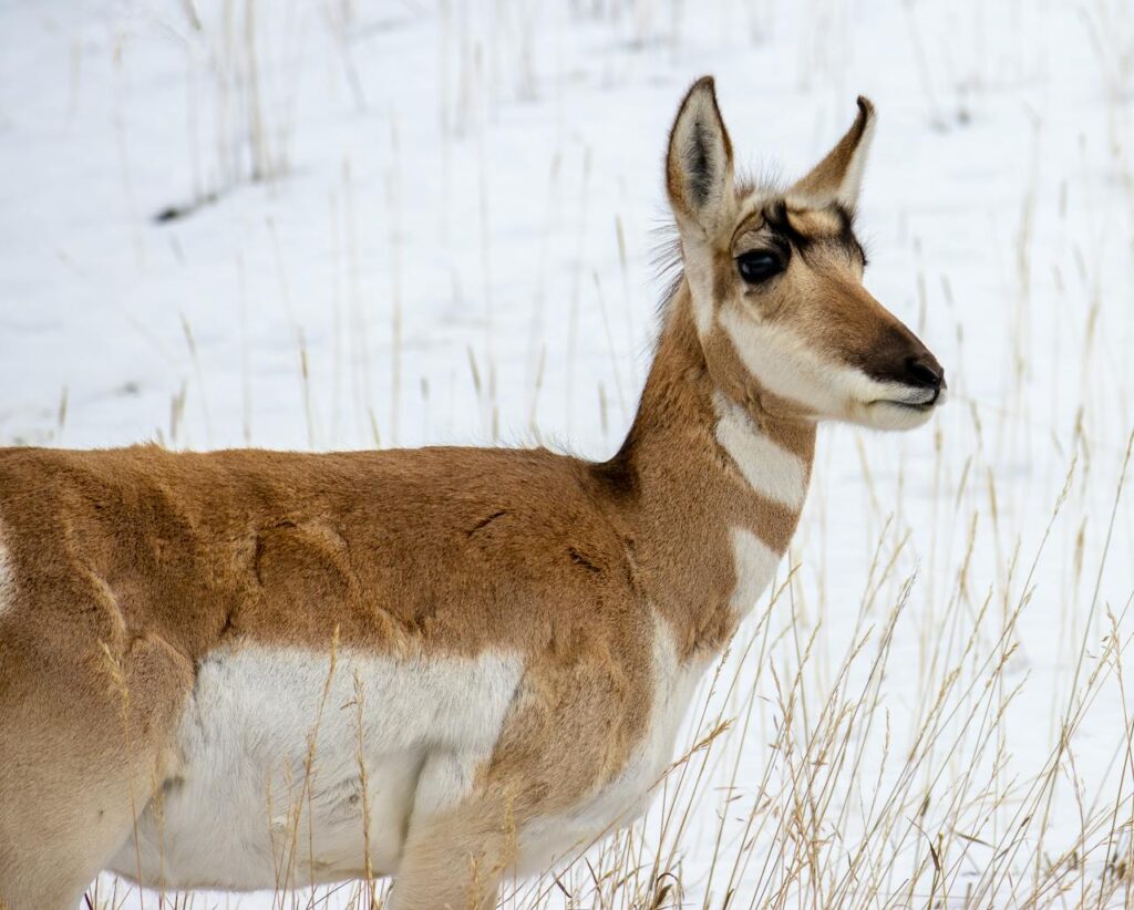 pronghorn