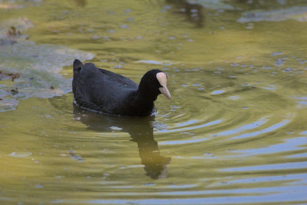 Coot hunting