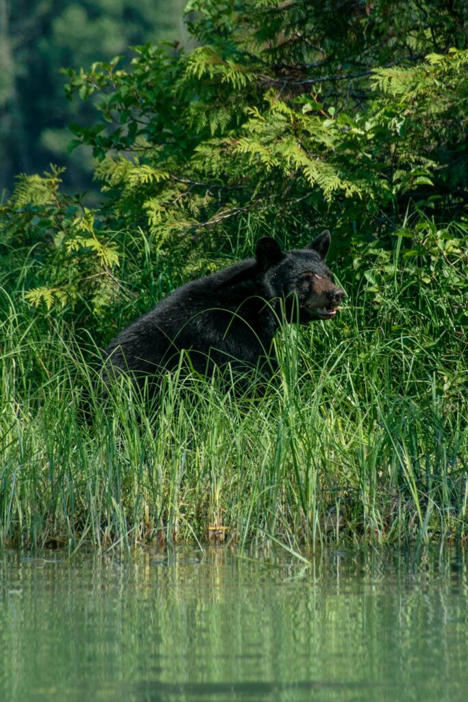 bear in grass
