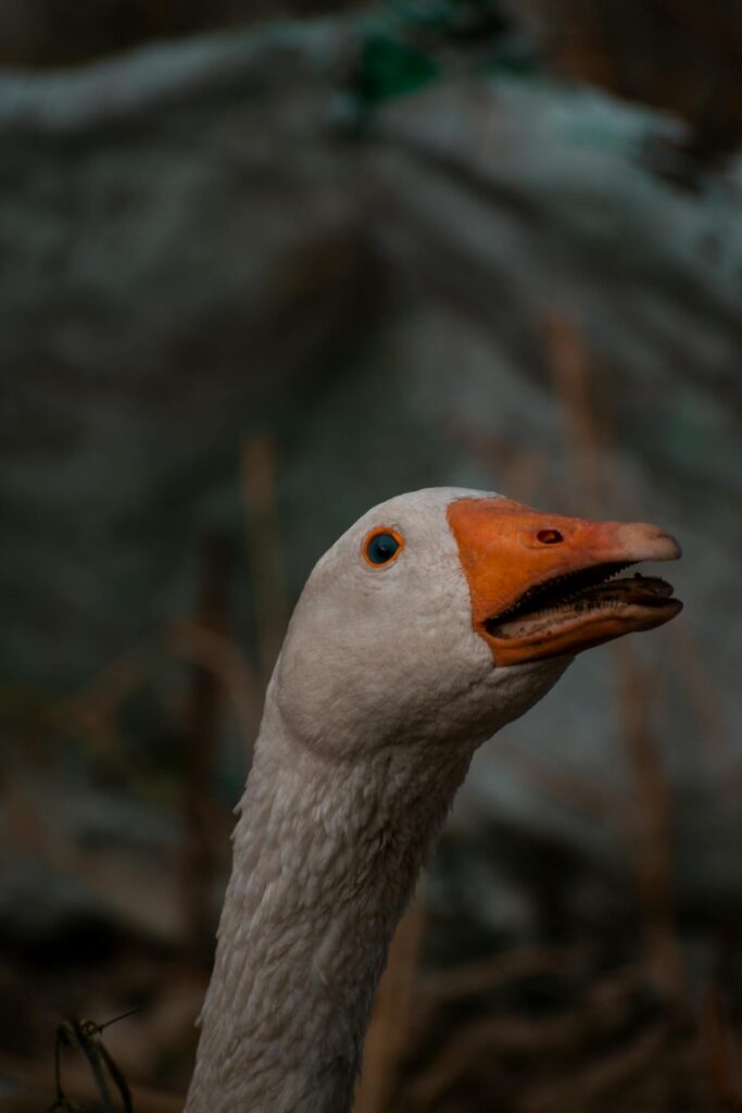 Goose calling