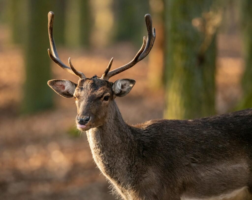 deer in woods