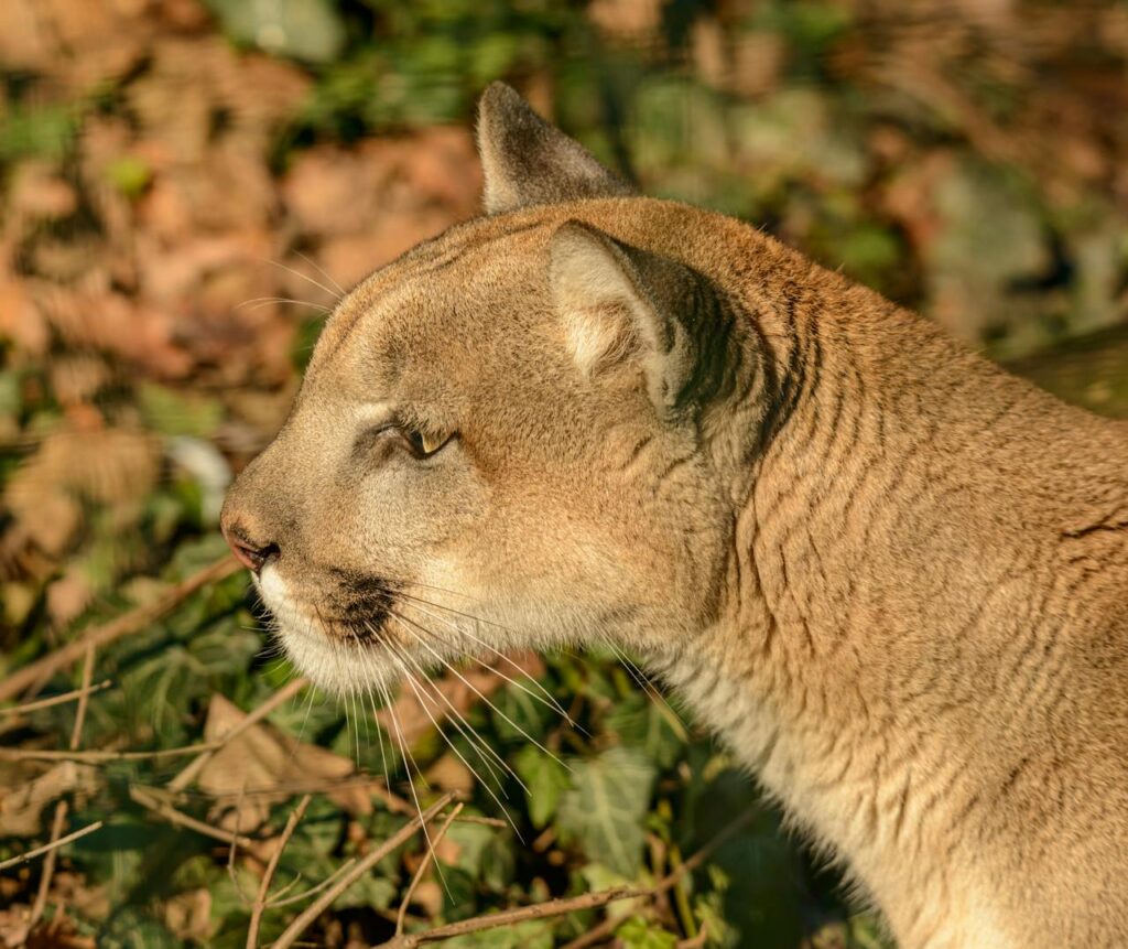 cougar