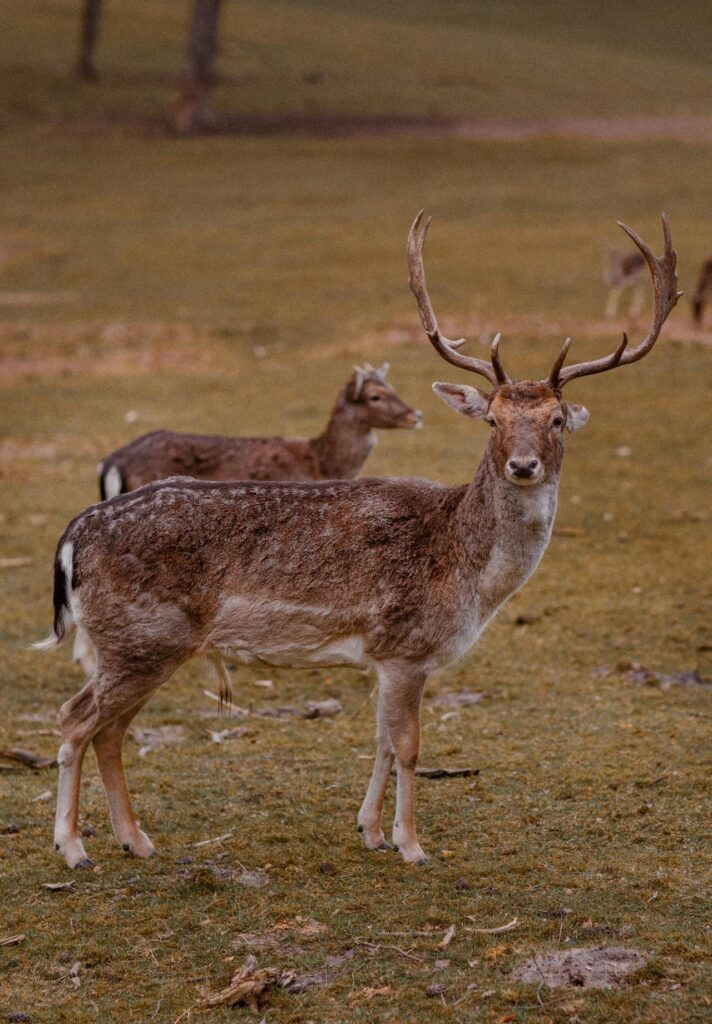 deer