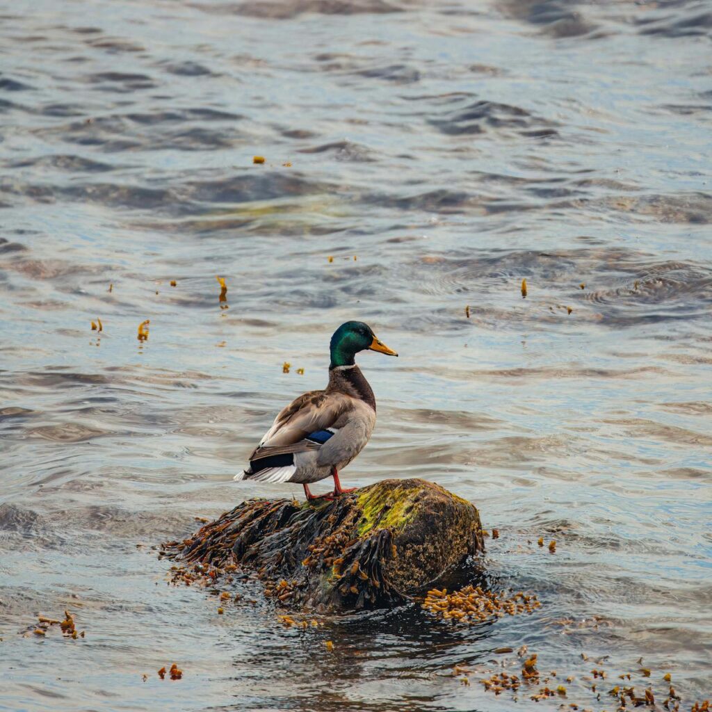 waterfowl