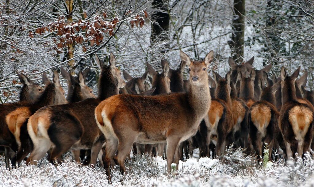 deer