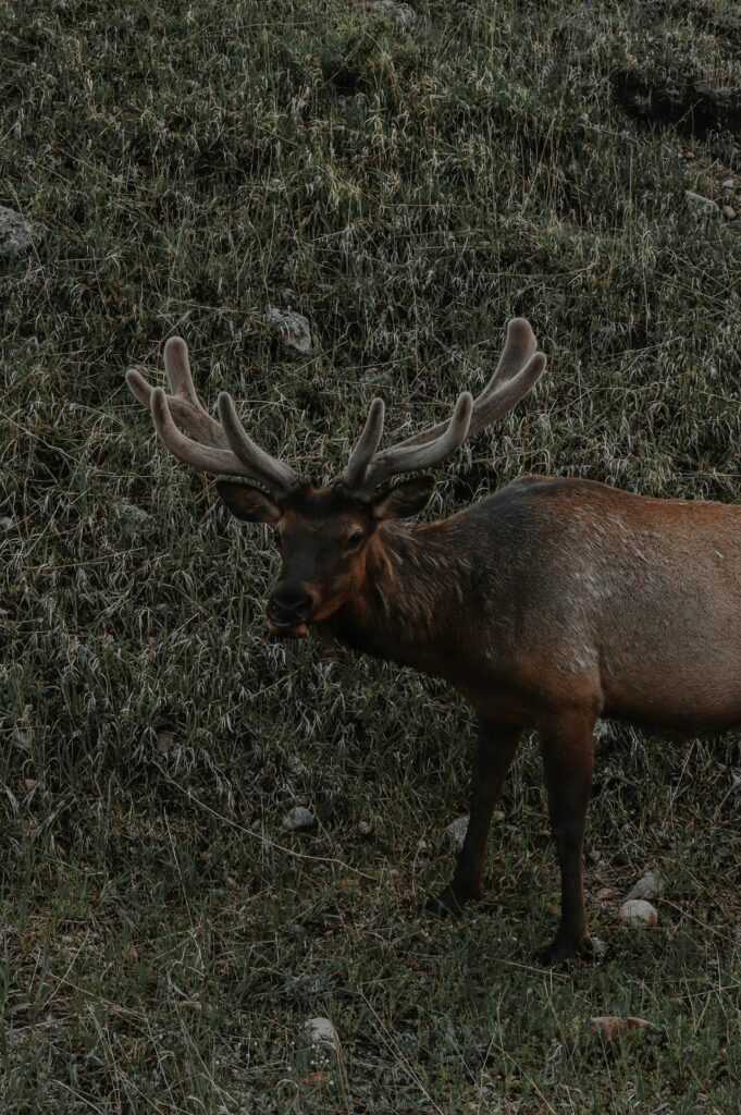 Elk
