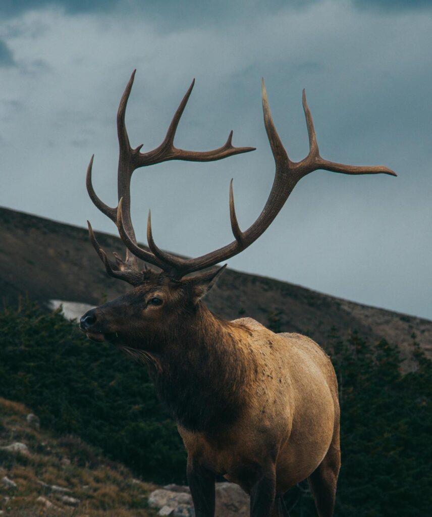 elk