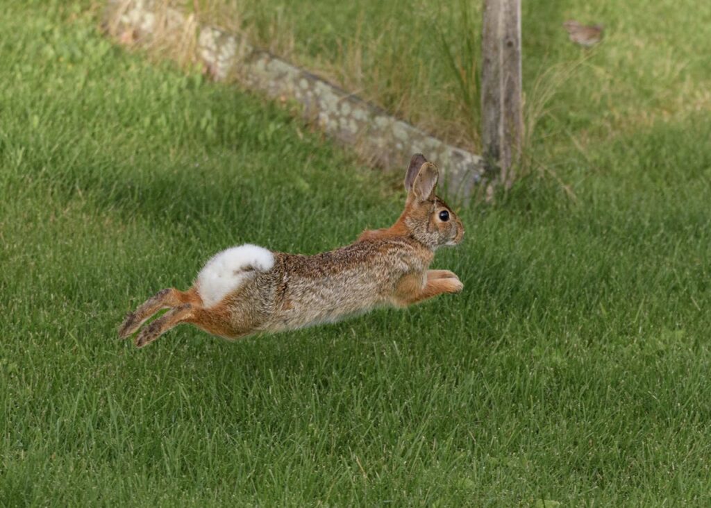 rabbit hunt