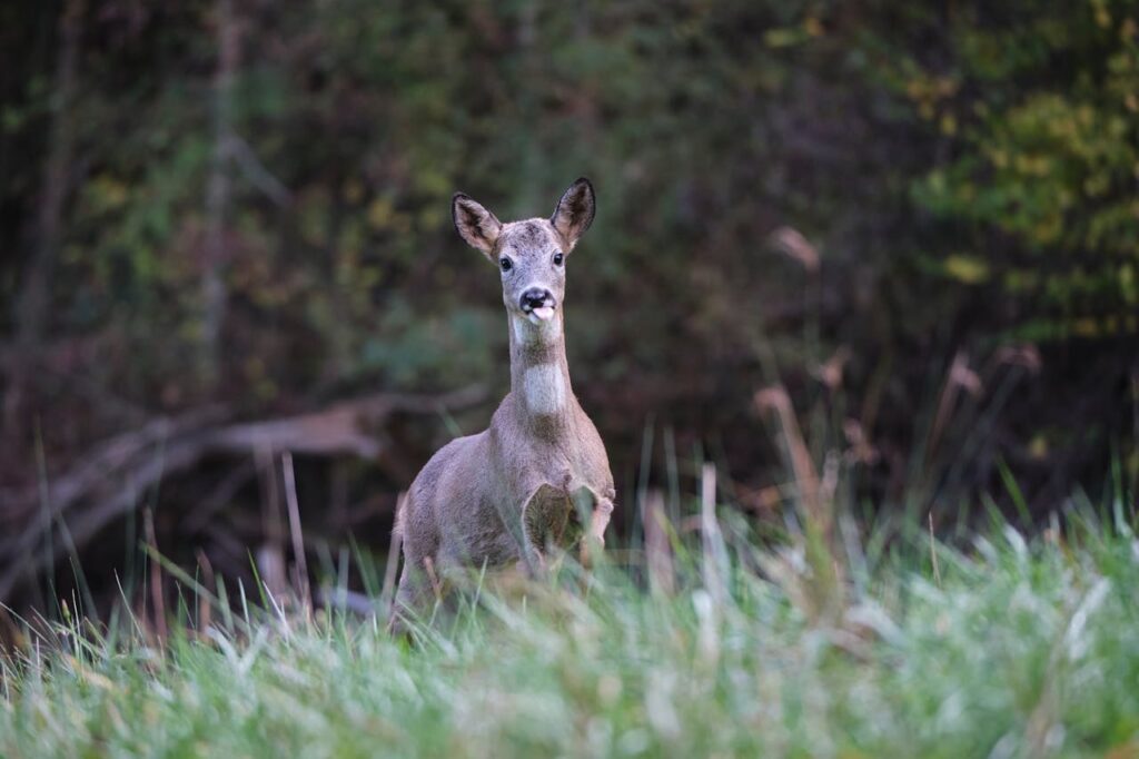deer