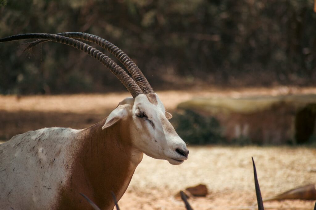 Oryx