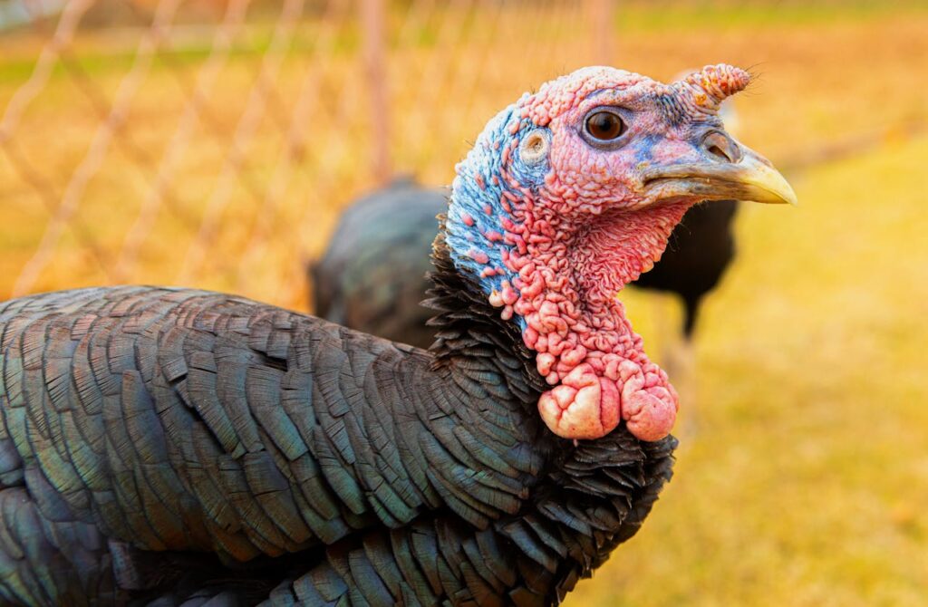 Turkey