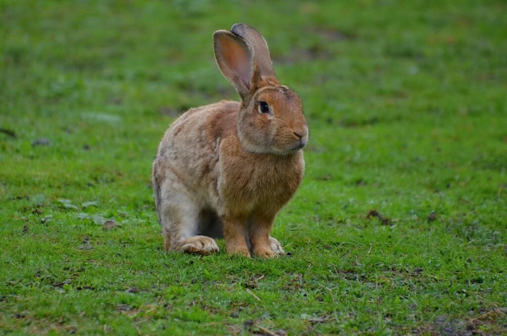 Rabbit