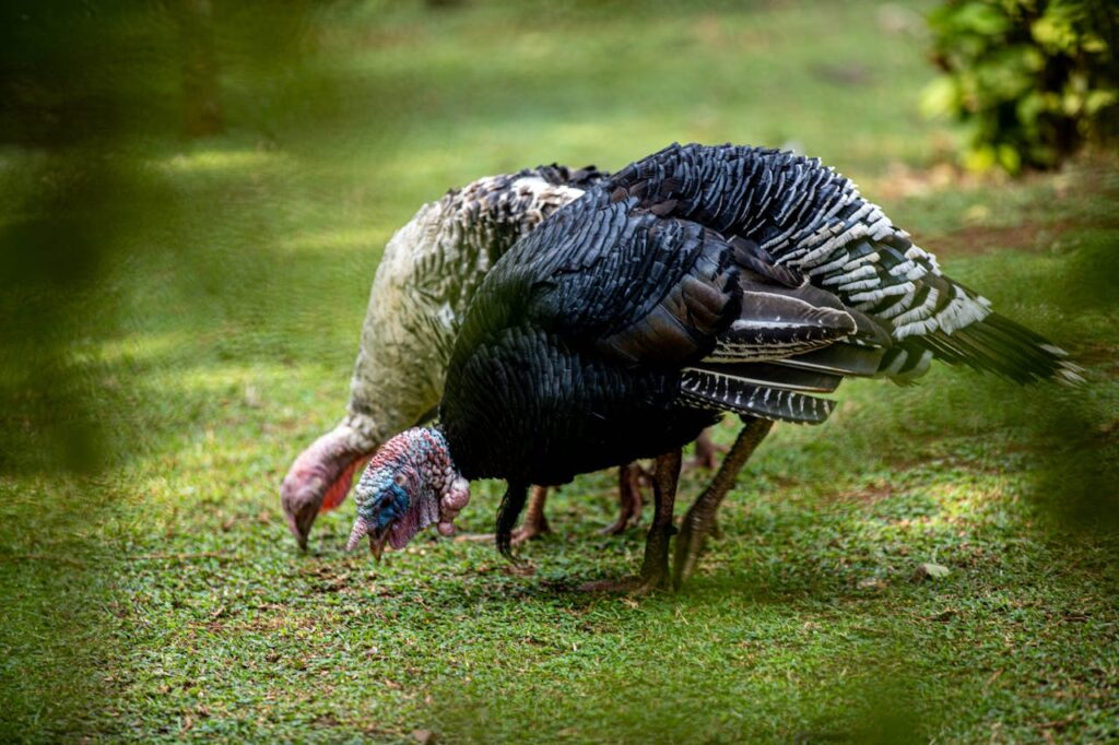 Michigan turkey