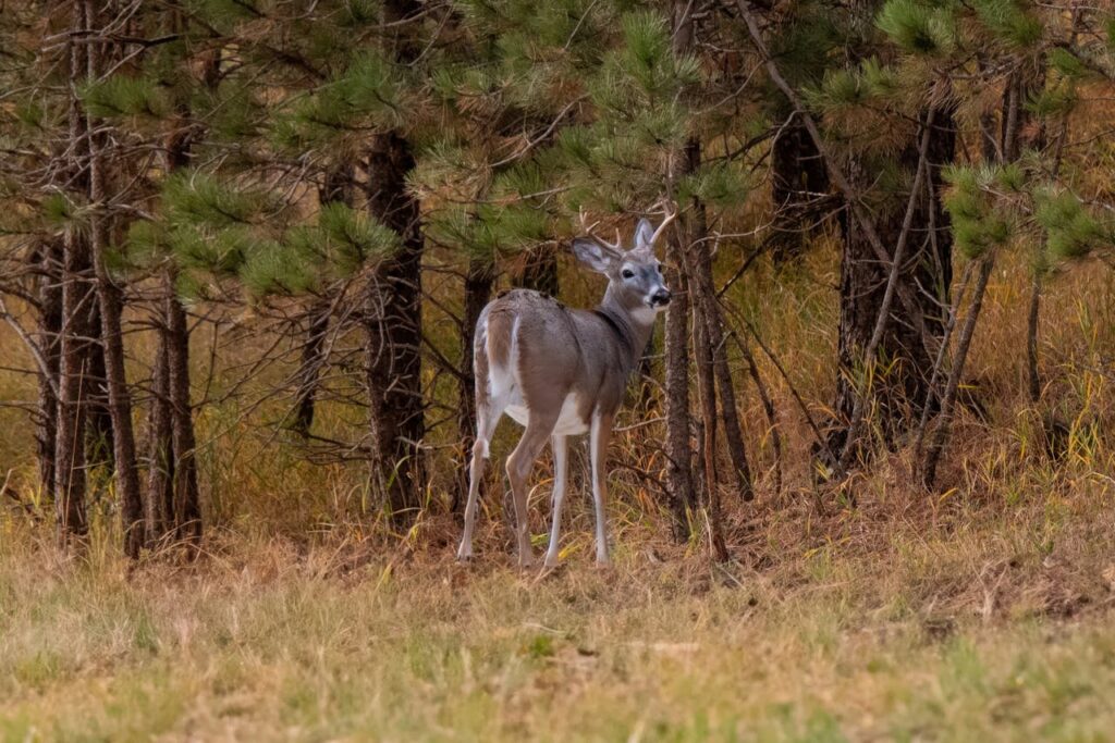 Deer
