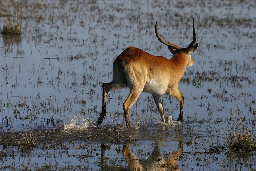 Antelope