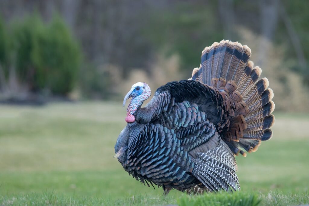 turkey