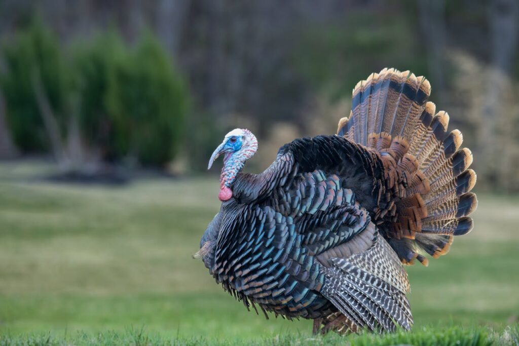Indiana turkey
