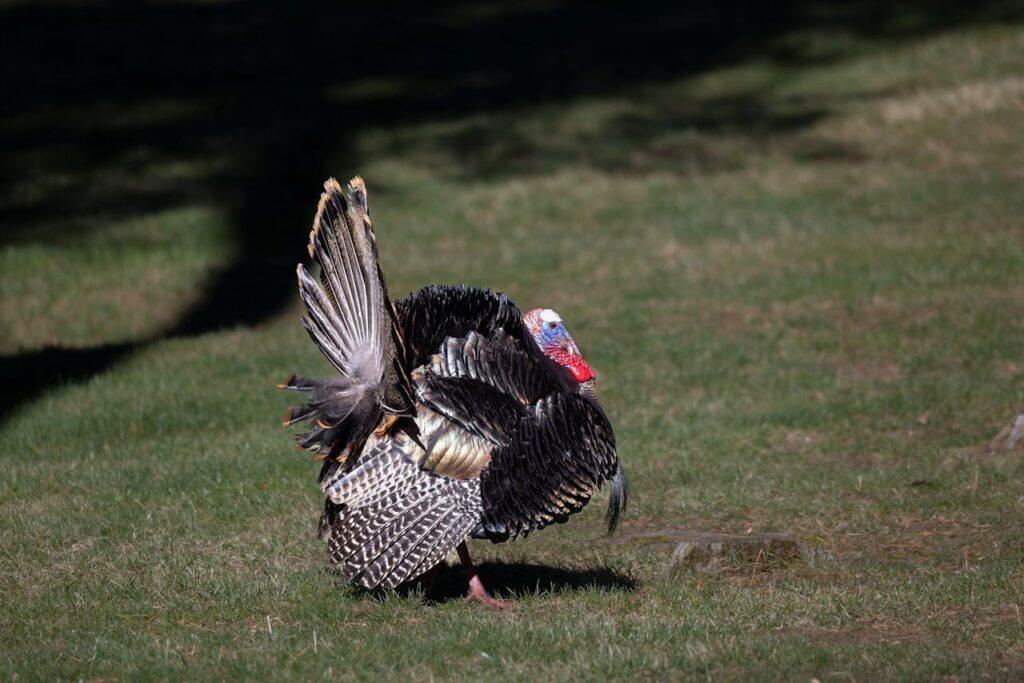 Louisiana hunting turkey