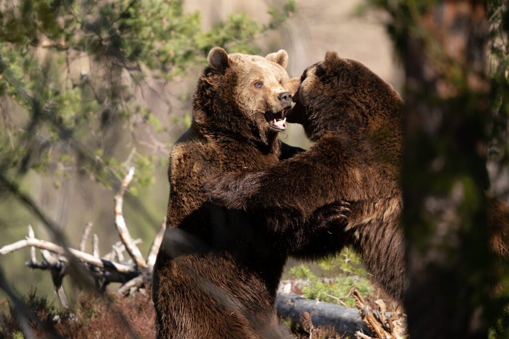 bear