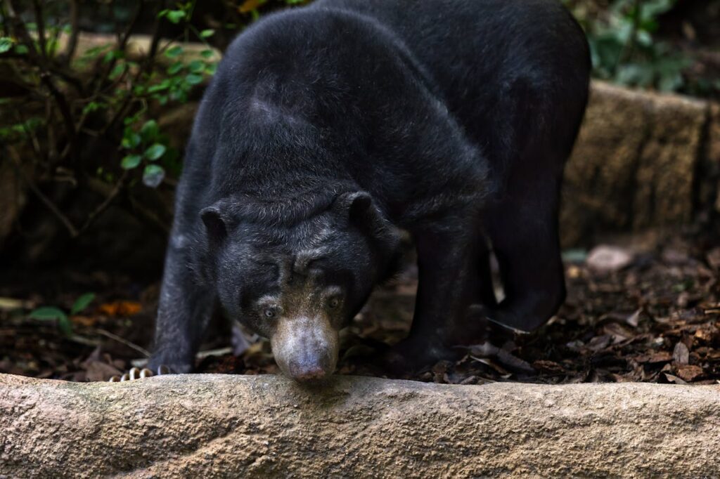 black bear