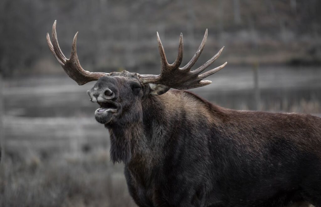 elk