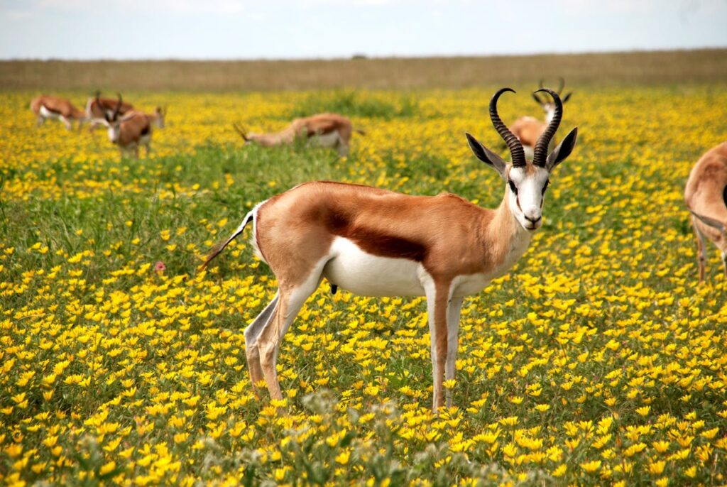 Antelope