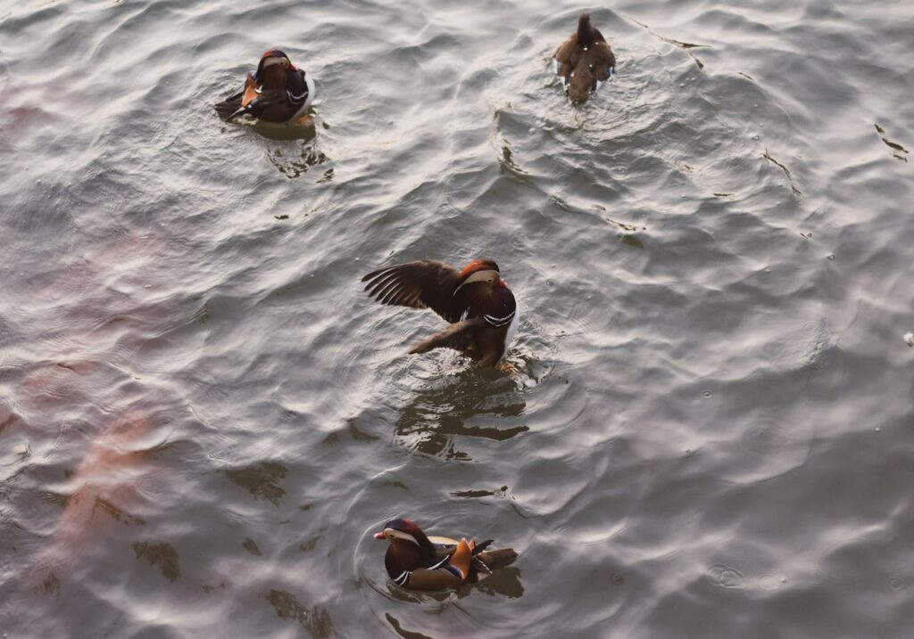 waterfowl