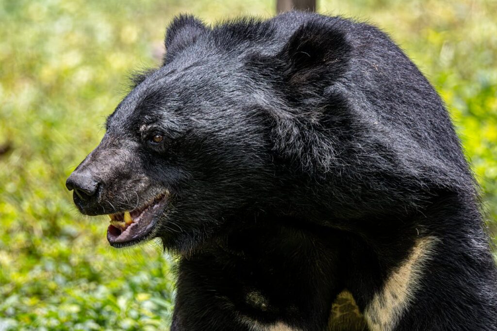 Black bear hunting